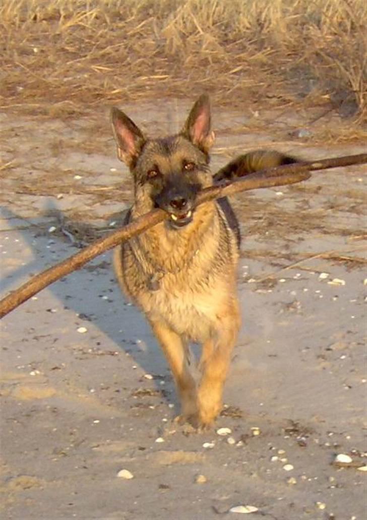 Schæferhund ****Brifer's Zille**** - Jeg elsker at være på stranden - og der har bare af at være en pind et sted. billede 1