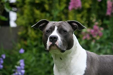 Amerikansk staffordshire terrier Great Vikings Niño - 28/06-06 billede 12