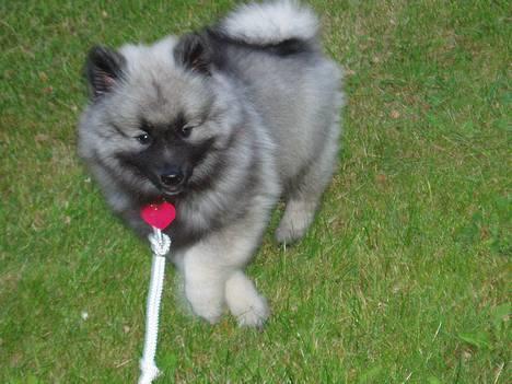 Keeshond keeshos dixi - synes i ikke jeg er dejlig ?? billede 15