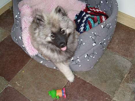 Keeshond keeshos dixi - Hej er der nogen der gider at lege med mig ?? billede 16