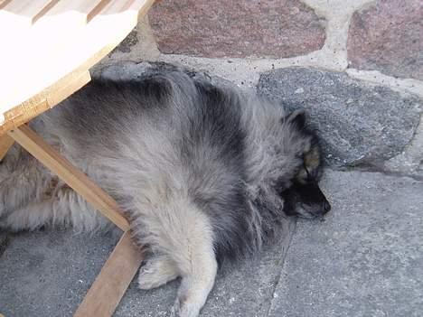 Keeshond keeshos bosco - Den varme !!! ikke noget for en Kees pu ha ! billede 11