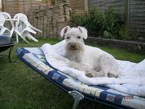 Dvaergschnauzer Egon - Sommerhygge på drømmesengen billede 8