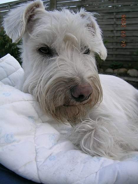 Dvaergschnauzer Egon - Er jeg ikke dejlig???? billede 9