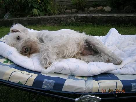 Dvaergschnauzer Egon - Er bare såååå træt billede 10