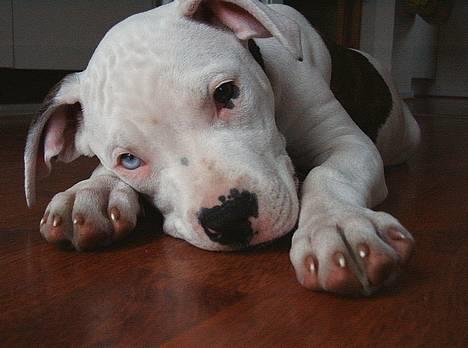 Amerikansk bulldog Frida (Kettner's De Luxe - Slapper af i haven. Bedårende...... Og dejlig..... Hilsen Far billede 10