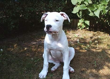 Amerikansk bulldog Frida (Kettner's De Luxe - "Se hvor  skummel jeg kan se ud" ... Måske er det bare varmen. 12 uger gammel billede 11