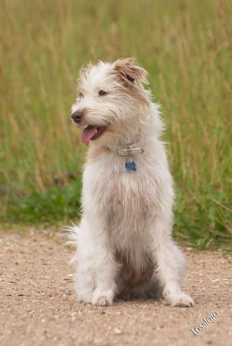 Blanding af racer Bella - Uuuh, ænder!!! *Tosafoto* billede 15