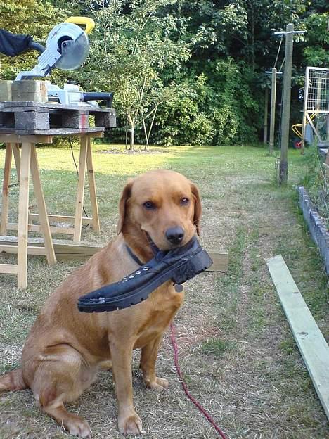 Labrador retriever sille billede 10