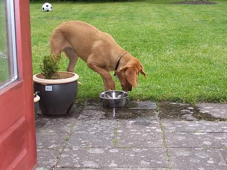 Labrador retriever sille billede 11