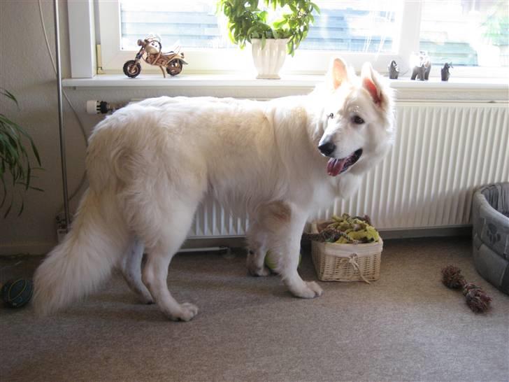 Hvid schæfer Cato - Nu er jeg næsten 1 år. billede 15