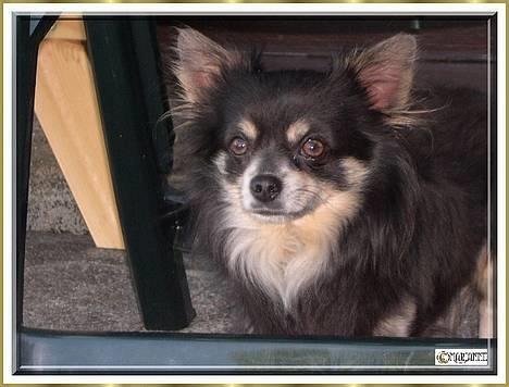 Chihuahua Lynet (Maxie 9år d.8 MAJ 2012 blev han - jeg rykker mig ik een tomme, før du slukker for den varme.......moar..... risikere bare der går ild i snuden 6 juli 2006 billede 15