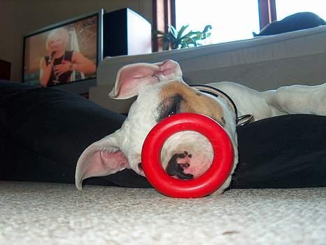 Amerikansk bulldog Lucky billede 7