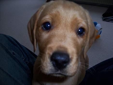 Labrador retriever sille billede 12