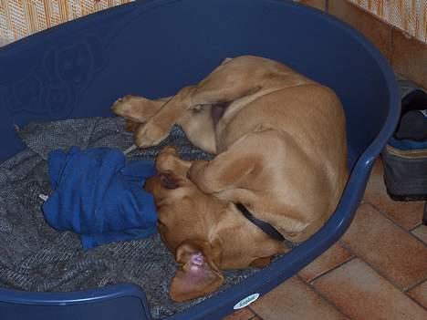 Labrador retriever sille billede 13