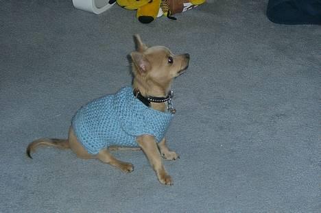 Chihuahua Baloo - Baloo i sit vinteroutfit billede 6