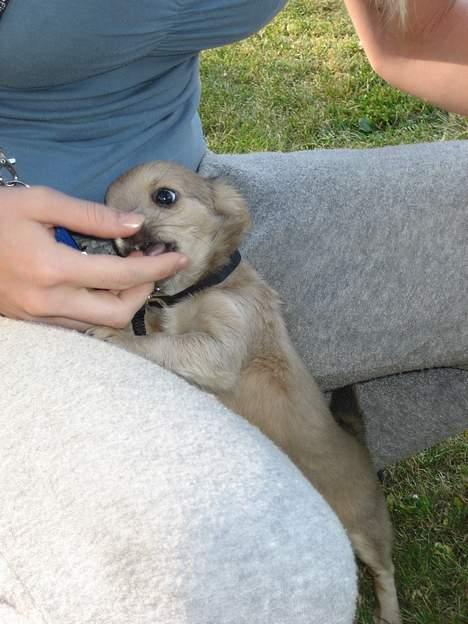 Chihuahua Baloo - Grrrr spiser mor.. 9 ½ uge billede 7