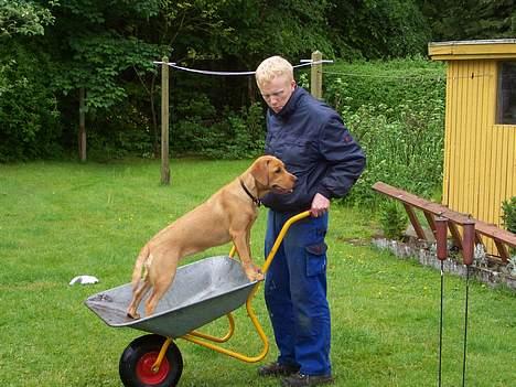 Labrador retriever sille billede 14