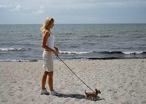 Chihuahua Baloo - Første strandtur, 11 uger billede 8