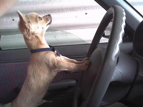 Chihuahua Baloo - Baloo kører bil... 3½ måned billede 10