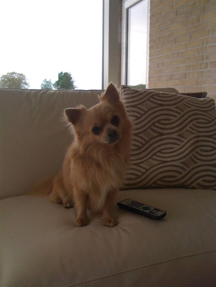 Chihuahua Baloo - Baloo sommer 2009 billede 11