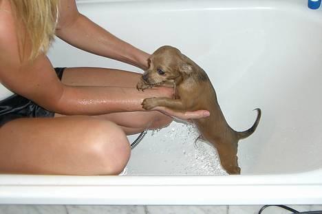 Chihuahua Baloo - Æv det er ikke sjovt at være i bad billede 12