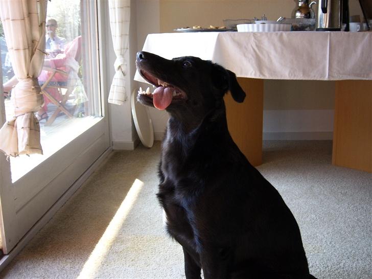 Blanding af racer Tessie - Taget til Mia´s konfirmation  billede 4