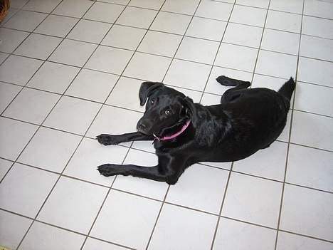 Blanding af racer Tessie - Gulvet i gangen er dejlig koldt <3 billede 5