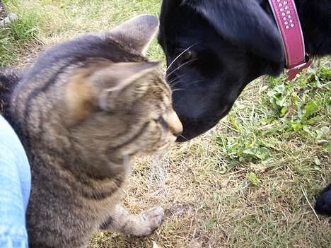 Blanding af racer Tessie - Min gode legekammerat ! Walter min kat ! heh billede 6