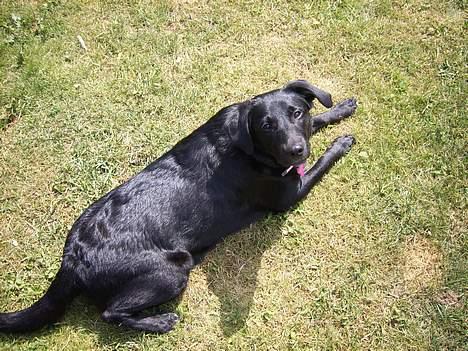 Blanding af racer Tessie - Nu vil jeg sove ! Godnat billede 7