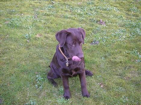 Labrador retriever Malou billede 1