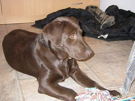 Labrador retriever Malou billede 2