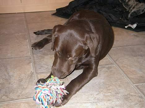 Labrador retriever Malou billede 3