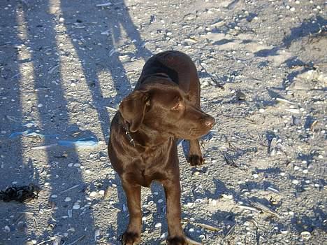 Labrador retriever Malou billede 4