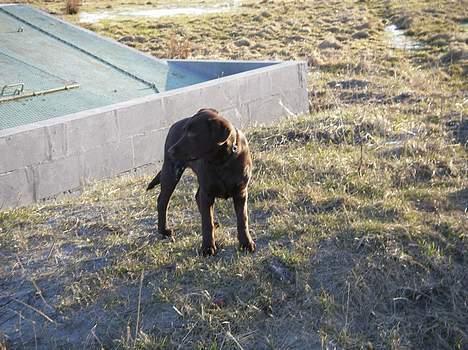 Labrador retriever Malou billede 5