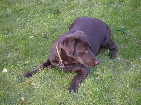 Labrador retriever Malou billede 6