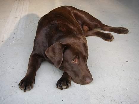 Labrador retriever Malou billede 7