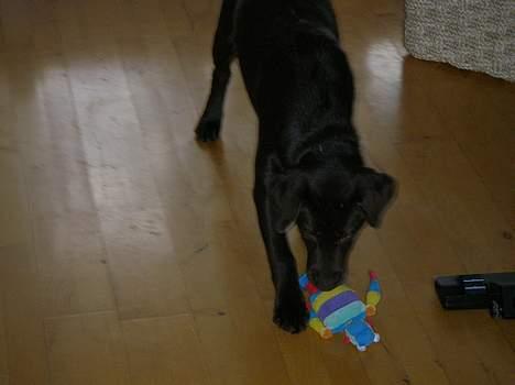 Labrador retriever Malou billede 8