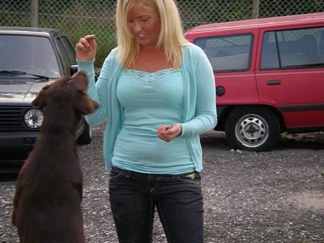 Labrador retriever Malou billede 9