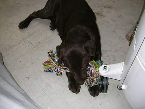 Labrador retriever Malou billede 10