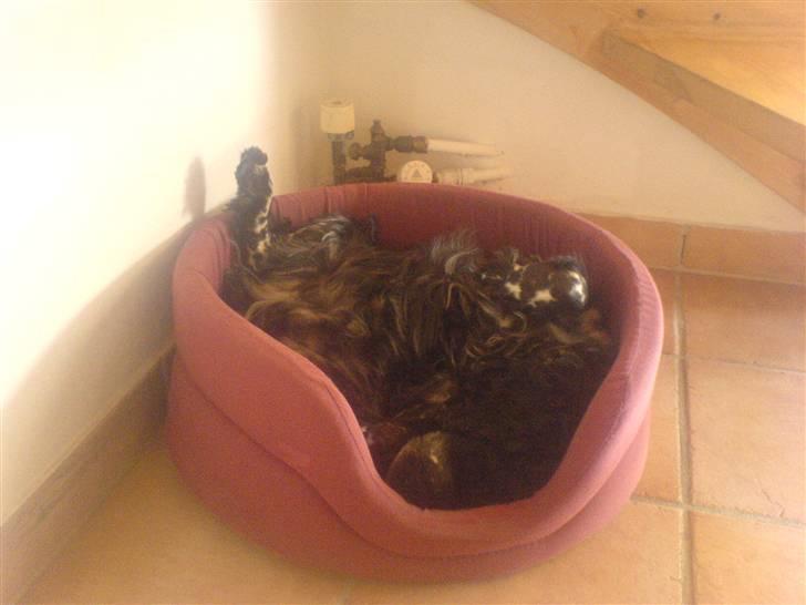 Cocker spaniel Idefix  - idefix i sin kurv :D. billede 16