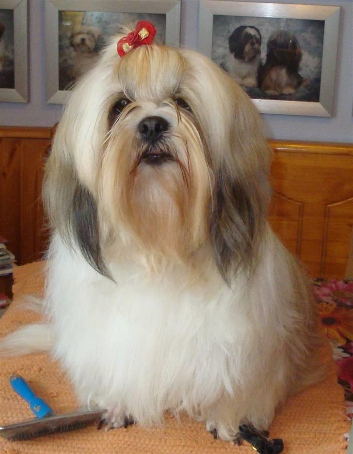 Lhasa apso cherí.. - er jeg  ikke bare for dejlig ;-) billede 2