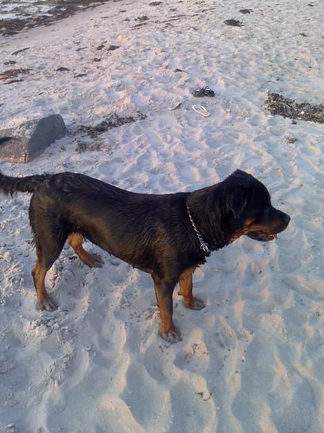 Rottweiler Fia - Dejlig våd hund efter en skøn svømmetur. billede 12