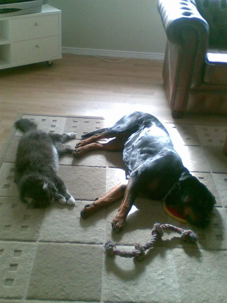 Rottweiler Fia - Tag ikke fejl, passer stadig på mit legetøj. billede 13