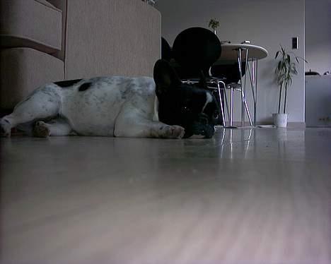 Fransk bulldog Alberte (Bobine's Tammi) billede 9
