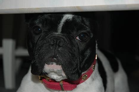 Fransk bulldog Alberte (Bobine's Tammi) billede 11