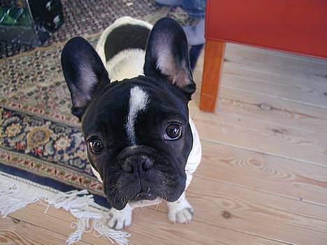 Fransk bulldog Alberte (Bobine's Tammi) billede 12