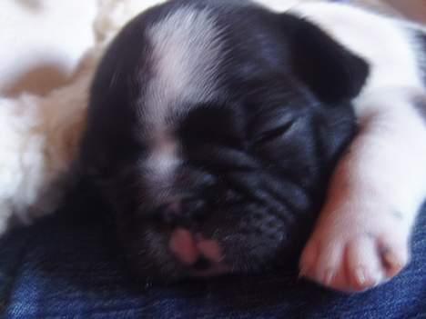 Fransk bulldog Alberte (Bobine's Tammi) billede 13