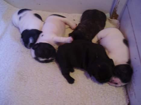 Fransk bulldog Alberte (Bobine's Tammi) billede 14