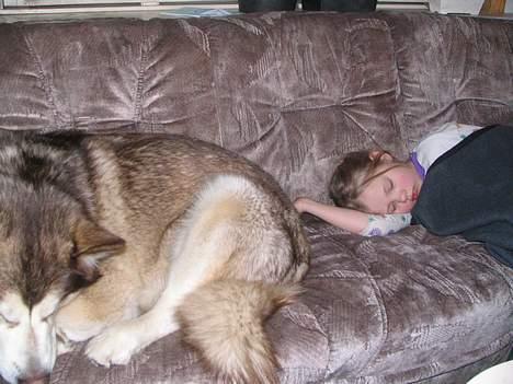 Alaskan malamute denali sunrise kald: desi - en lille syge middagslur med storesøster tenna billede 6