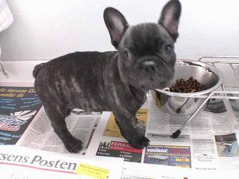 Fransk bulldog Etna - mmm... så meget mad og så lille en mave billede 1